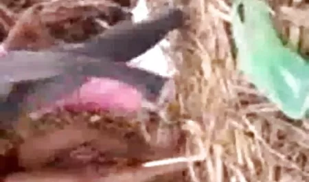 जेस रोड्स और उसकी गर्म सेक्सी फिल्म दिखाओ हिंदी में बकवास