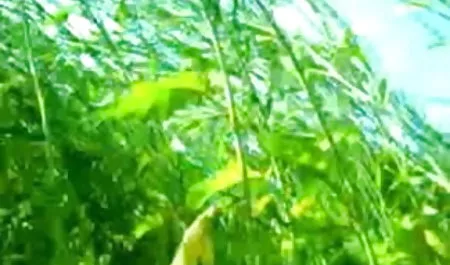 पूल में चूसता है हिंदी में सेक्सी पिक्चर हिंदी में सेक्सी पिक्चर